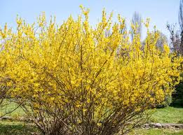 Attēlu rezultāti vaicājumam “Forsythia suspensa flower”