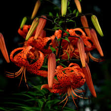 Attēlu rezultāti vaicājumam “Lilium lancifolium”