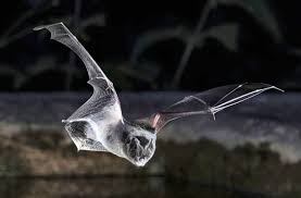 Attēlu rezultāti vaicājumam “Barbastella barbastellus”