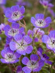 Image result for Geranium `Sandrine`