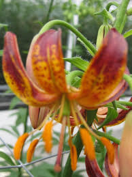 Image result for Lilium martagon `Arabian Night`