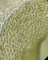 Attēlu rezultāti vaicājumam “Ptilidium pulcherrimum sporophyte”