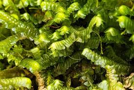 Attēlu rezultāti vaicājumam “Anomodon viticulosus sporophyte”