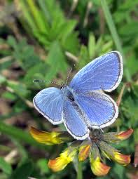 Attēlu rezultāti vaicājumam “Everes argiades underside”