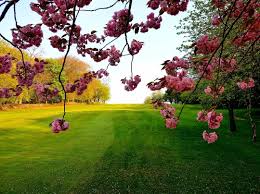 Image result for Kedal Golf Club