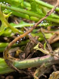 Attēlu rezultāti vaicājumam “Physarum album young”