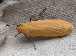 Attēlu rezultāti vaicājumam “Eilema sororcula”