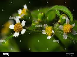 Attēlu rezultāti vaicājumam “Galinsoga quadriradiata flower”