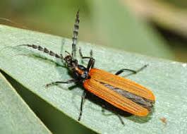 Attēlu rezultāti vaicājumam “Oedemeridae”