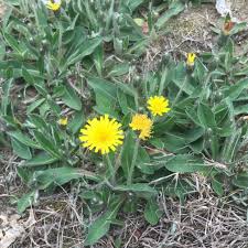 Attēlu rezultāti vaicājumam “Pilosella officinarum leaf”