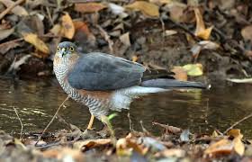 Attēlu rezultāti vaicājumam “Accipiter nisus male”