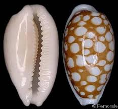 Attēlu rezultāti vaicājumam “Cribraria oregana”