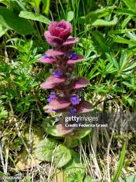 Attēlu rezultāti vaicājumam “Ajuga pyramidalis leaf”