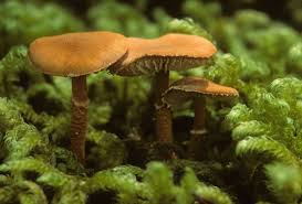 Attēlu rezultāti vaicājumam “Cystoderma amianthinum”