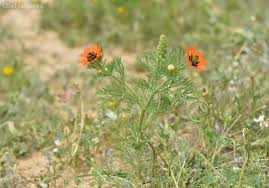 Image result for Adonis aestivalis