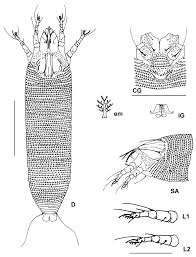 Attēlu rezultāti vaicājumam “Eriophyes tiliae”