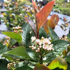 Attēlu rezultāti vaicājumam “Aronia melanocarpa”