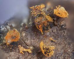 Attēlu rezultāti vaicājumam “Physarum bivalve sessile”