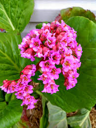 Attēlu rezultāti vaicājumam “Bergenia crassifolia flower”