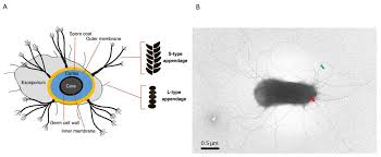 Attēlu rezultāti vaicājumam “Enteridium variabile spores”