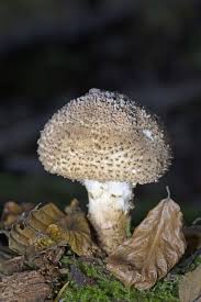 Attēlu rezultāti vaicājumam “Lepiota aspera”