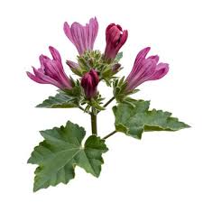 Image result for Malve
