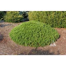 Attēlu rezultāti vaicājumam “Pinus mugo”