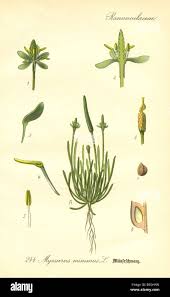 Attēlu rezultāti vaicājumam “Myosurus minimus flower”