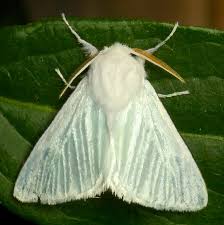 Attēlu rezultāti vaicājumam “Lymantriidae”