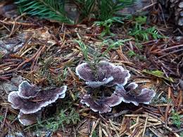 Attēlu rezultāti vaicājumam “Phellodon melaleucus”