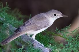 Attēlu rezultāti vaicājumam “Enteridium olivaceum young”