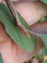 Attēlu rezultāti vaicājumam “Frangula alnus bud”