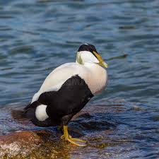 Attēlu rezultāti vaicājumam “Somateria mollissima male”