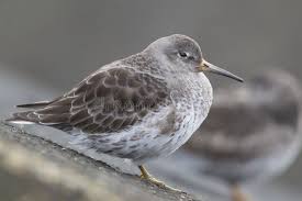 Attēlu rezultāti vaicājumam “Calidris maritima”