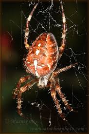 Attēlu rezultāti vaicājumam “Araneidae”