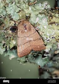 Attēlu rezultāti vaicājumam “Charanyca trigrammica”