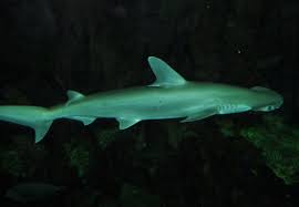 Image result for Sphyrna tiburo