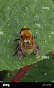 Attēlu rezultāti vaicājumam “Arctophila superbiens”