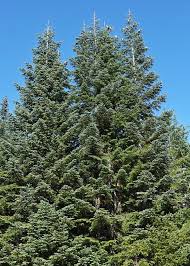 Attēlu rezultāti vaicājumam “Arenaria procera leaf”