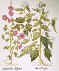 Image result for Malva alcea