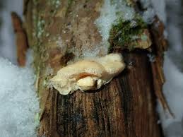 Attēlu rezultāti vaicājumam “Antrodiella serpula”