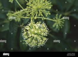 Attēlu rezultāti vaicājumam “Eleutherococcus sessiliflorus”