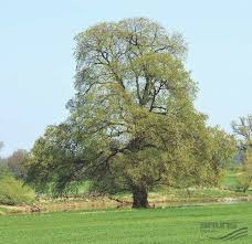 Attēlu rezultāti vaicājumam “Ulmus laevis”