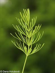 Attēlu rezultāti vaicājumam “Cnidium dubium”