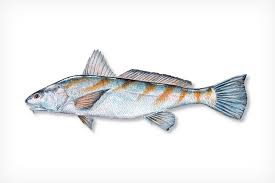 Image result for Menticirrhus saxatilis