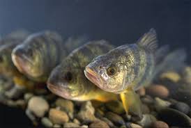 Image result for Micropterus salmoides