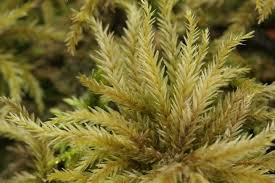 Attēlu rezultāti vaicājumam “Ceratodon purpureus”