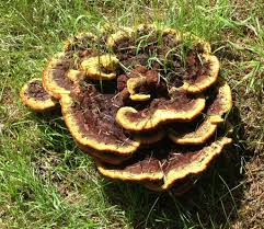 Attēlu rezultāti vaicājumam “Phaeolus schweinitzii”