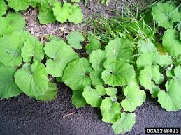 Attēlu rezultāti vaicājumam “Tussilago farfara leaf”