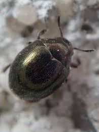 Attēlu rezultāti vaicājumam “Byrrhidae”